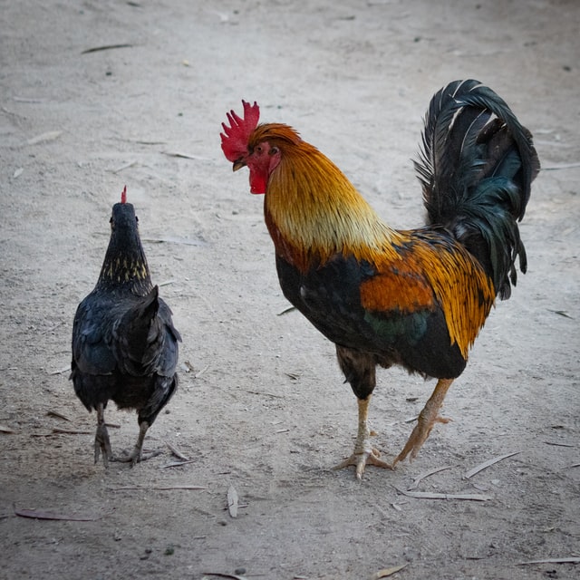 Image of a rooster